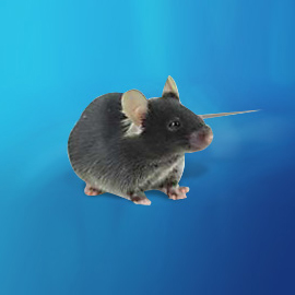 C57BL/6小鼠